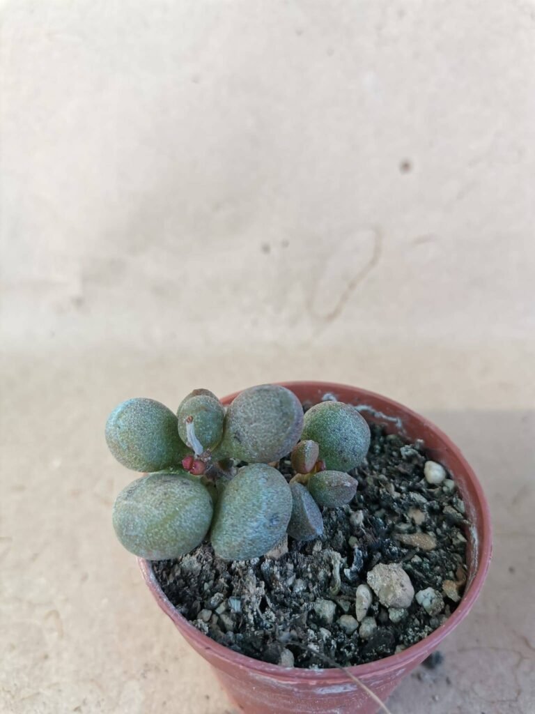 Adromischus Marianiae Aubergine