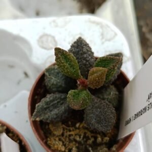 Adromischus Marianiae herrei cv Coffee Bean