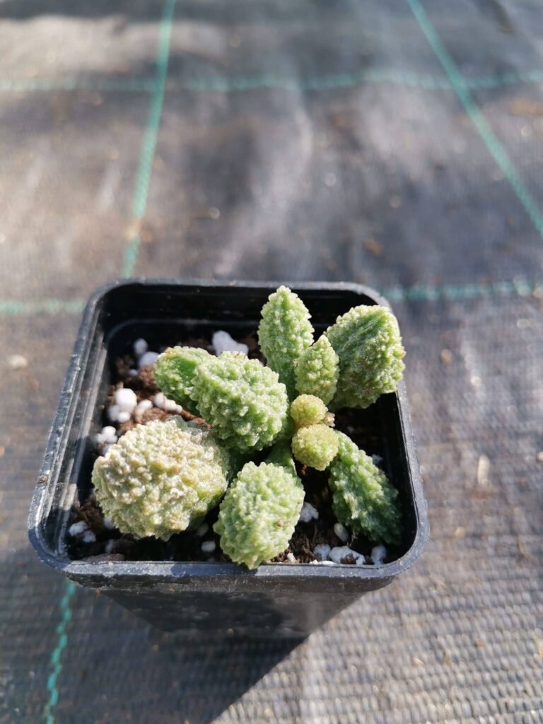 Adromischus Marianiae herrei green