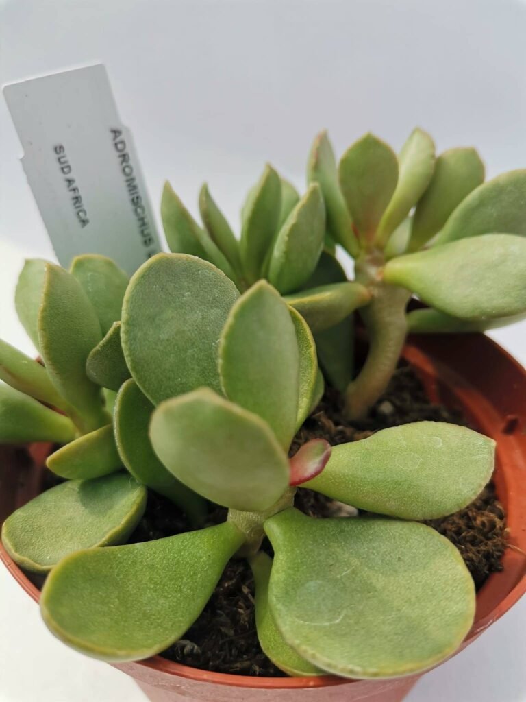 Adromischus Umbracticolus