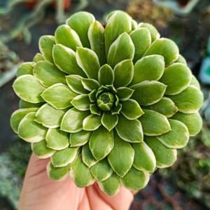 Aeonium Emerald Ice variegata