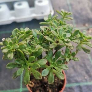Aeonium Sedulifolium