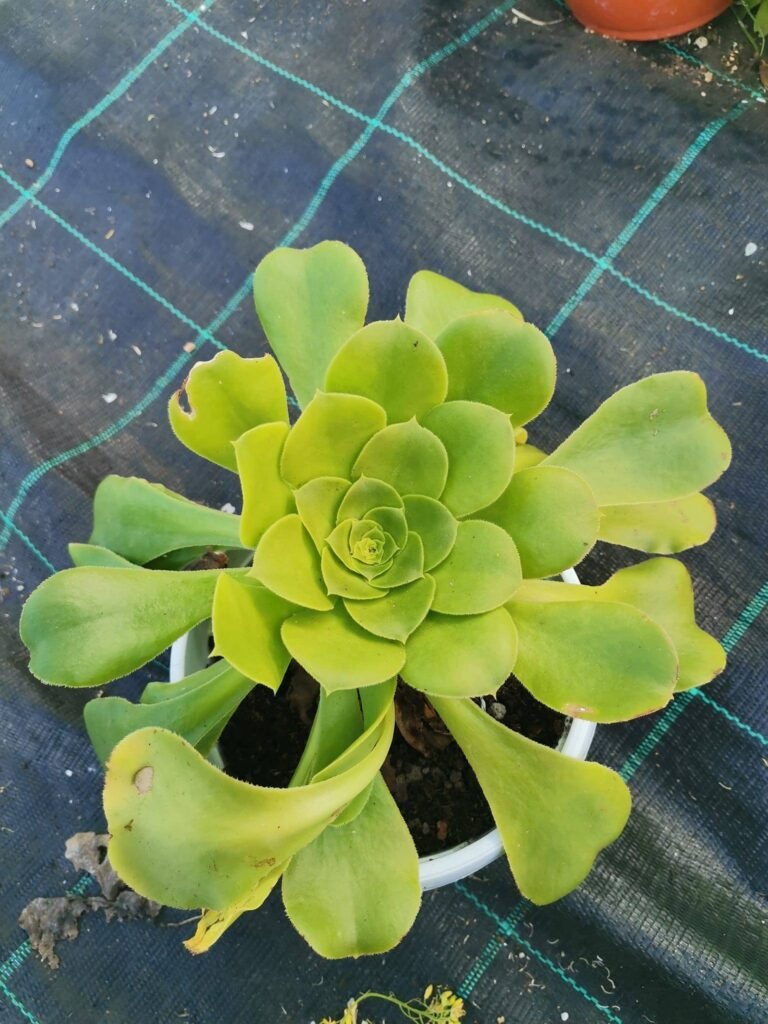 Aeonium Arboreum Green