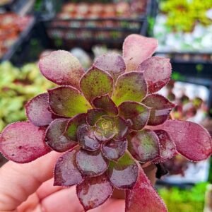 Aeonium Atropurpureum