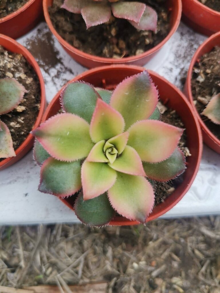 Aeonium Decorum Tricolor