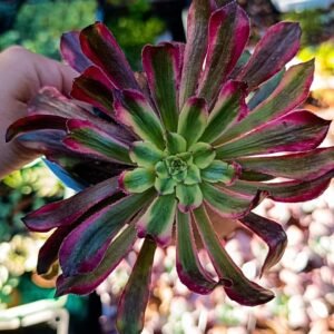 Aeonium Mardi Grass