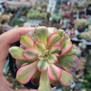 Aeonium Pink Daisy Korean Variegata