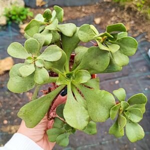 Aeonium sp