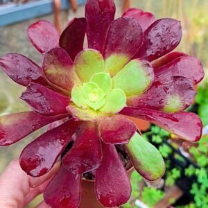 Aeonium sp