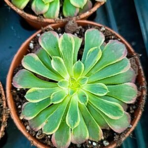 Aeonium Sunrise Variegata Korean