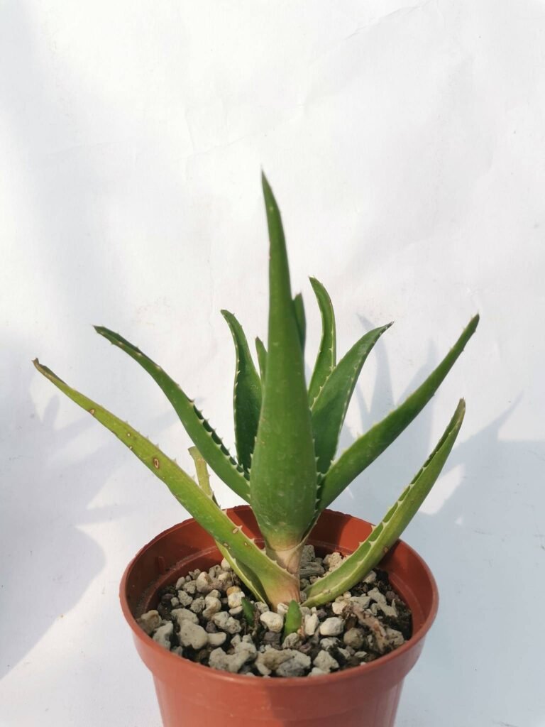 Aloe Delaetii