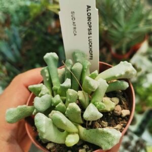 Aloinopsis Luckhoffii
