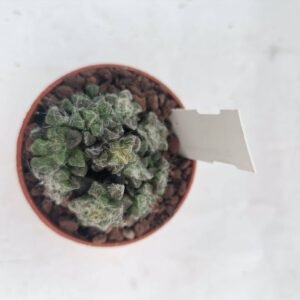 Anacampseros Filamentosa