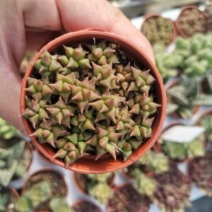 Anacampseros Retusa red