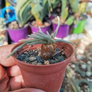 Anacampseros Quinaria ssp Alstonii