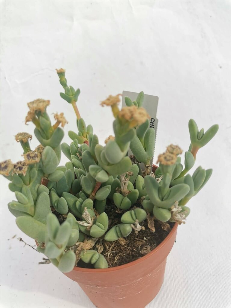 Braunsia Maximiliani