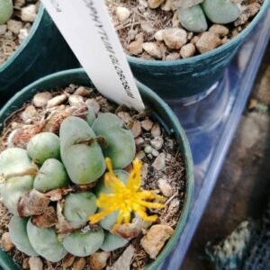 Conophytum Globosum