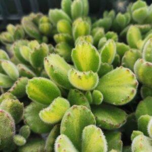 Cotyledon Ladismithiensis Mediopicta Variegata