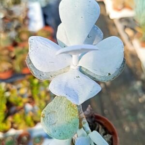 Cotyledon orbiculata