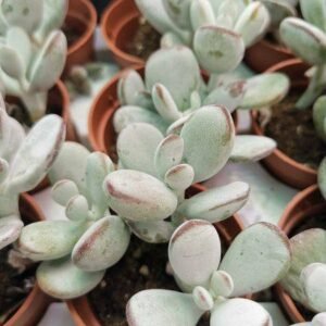 Cotyledon Orbiculata Oophylla
