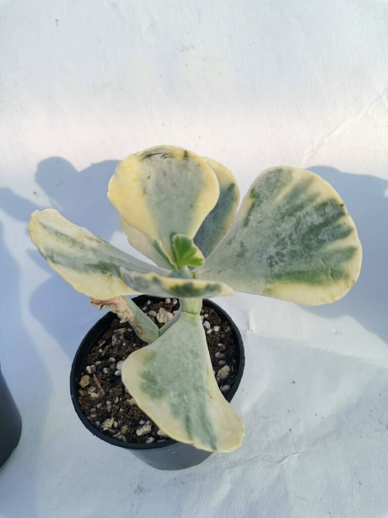 Cotyledon Orbiculata Variegata