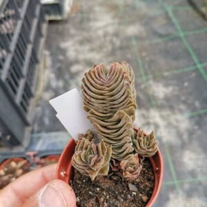 Crassula Buddha's Temple