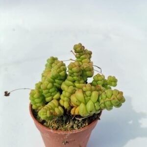Crassula Elegans