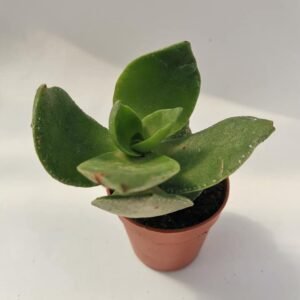 Crassula Lactea