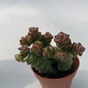 Crassula Marnieriana