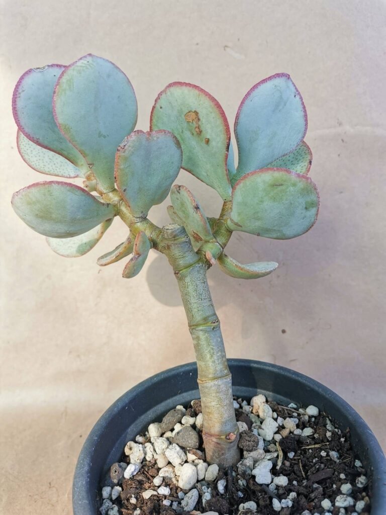 Crassula Arborescens v. Silver Jade