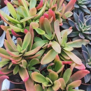 Crassula Capitella CampFire