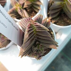 Crassula capitella star