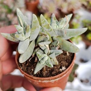 Crassula Deceptor Cornuta