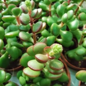 Crassula Cotyledonis