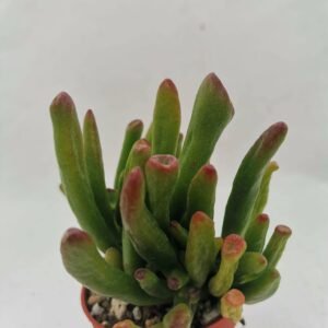 Crassula Gollum