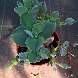 Crassula Dubia