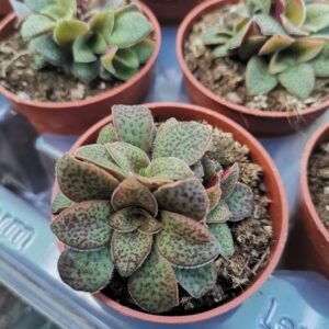 Crassula Exilis Picturata