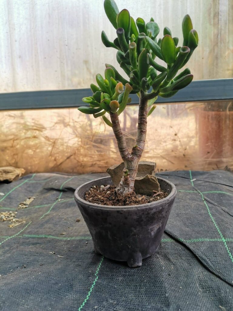 Crassula Hobbit Bonsai