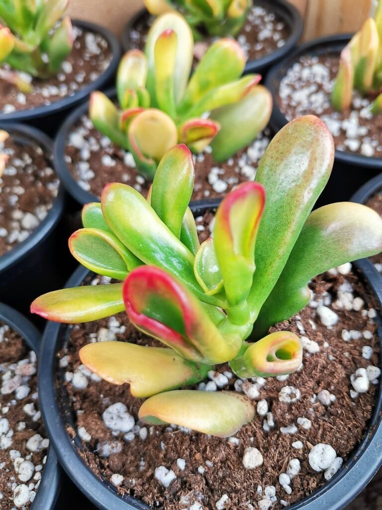Crassula Horntree Tricolor Variegata