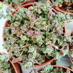Crassula Lanuginosa v. Pachyslemon