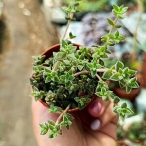 Crassula Lanuginosa v. Pachyslemon