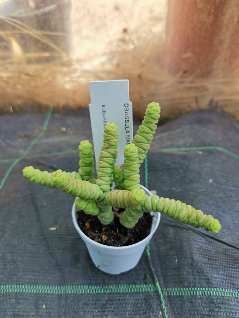 Crassula Marnieriana