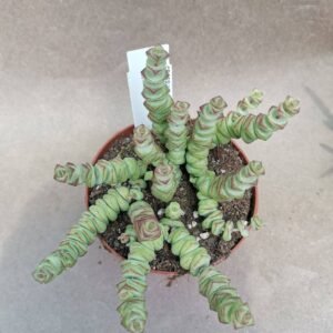 Crassula Marnieriana