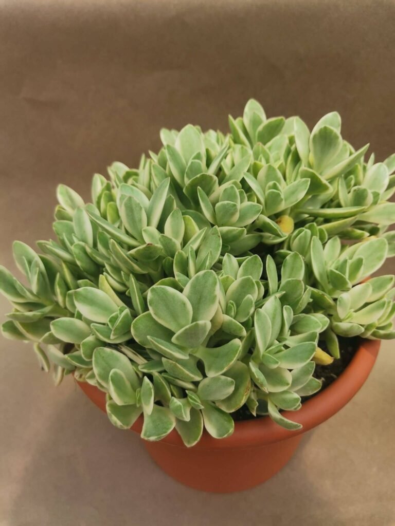 Crassula Money Maker Variegata