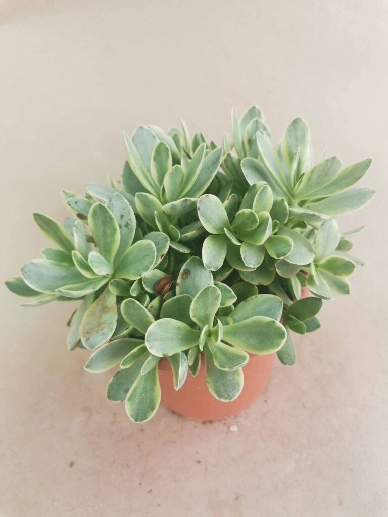 Crassula Money Maker Variegata