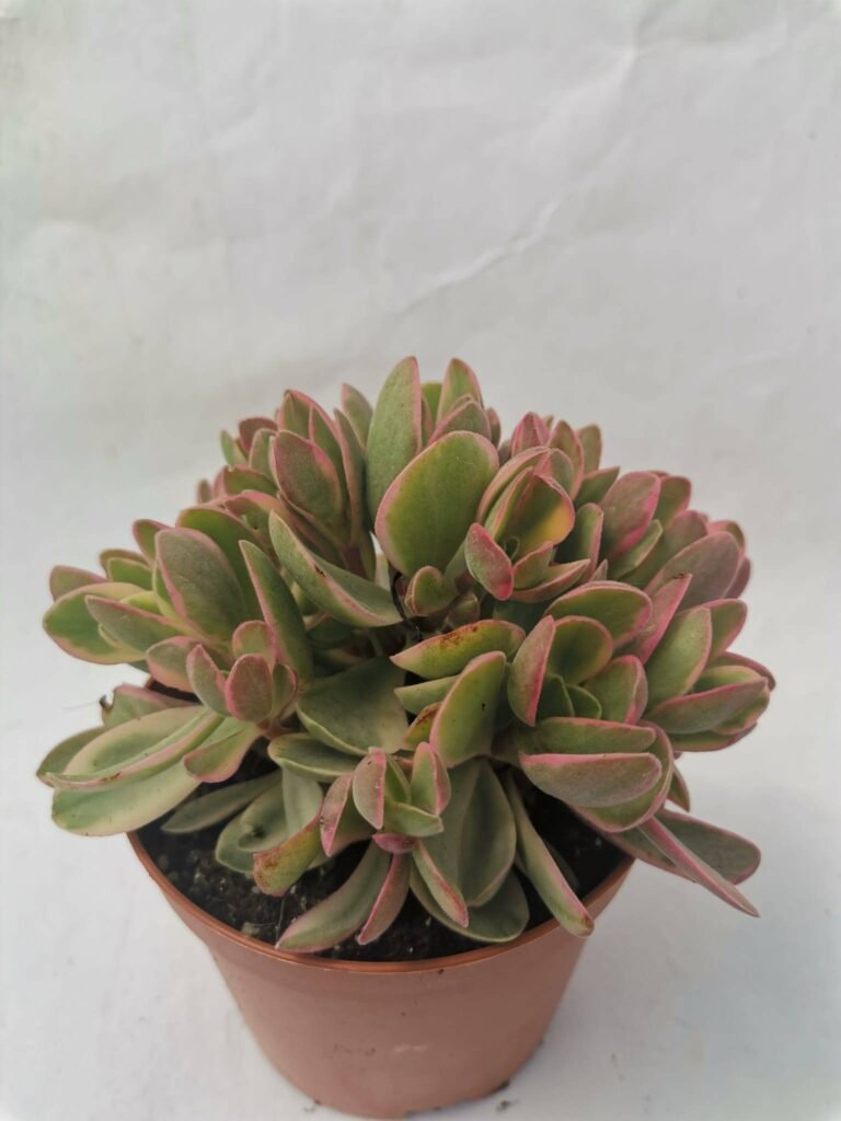 Crassula Money Maker Variegata