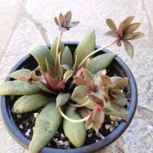 Crassula Orbicularis v. Rosularia