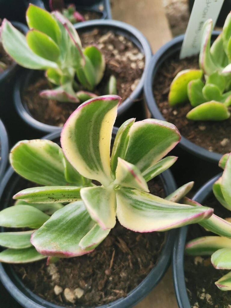 Crassula Ovata Tricolor Variegata “lemon and lime“