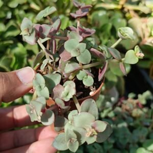 Crassula Pellucida Marginalis