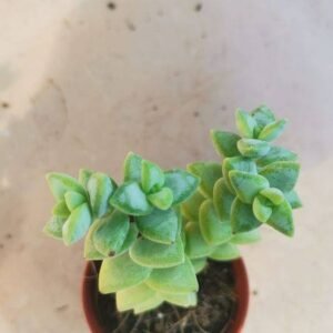 Crassula Perforata ssp Kouganensis